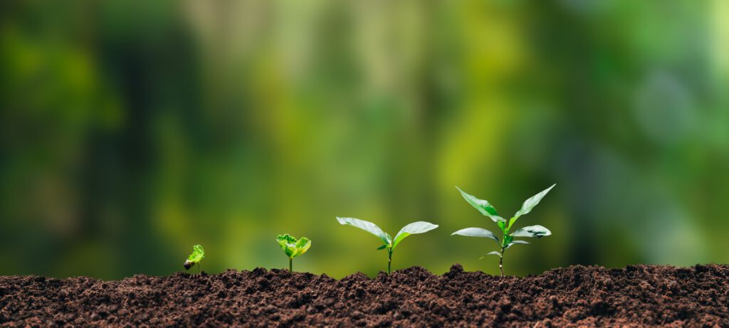 Sustainability - Sämling Solution Consulting